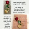 Broche La rosa más bella en honor a La Virgen de Fátima
